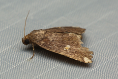 Amyna apicipuncta