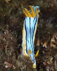 Chromodoris elisabethina