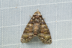 Chlumetia euthysticha
