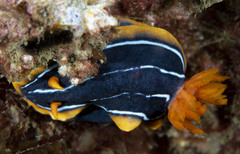 Chromodoris kuiteri