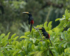 Pteroglossus pluricinctus