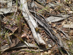 Taractrocera papyria