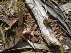 Taractrocera papyria