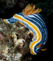 Chromodoris magnifica