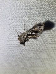 Chrysodeixis argentifera