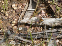 Taractrocera papyria