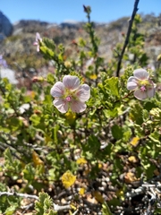Anisodontea