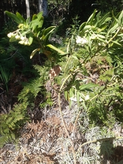 Gomphocarpus