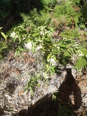 Gomphocarpus