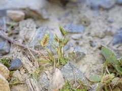 Isolepis levynsiana