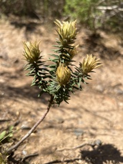 Phylica plumosa