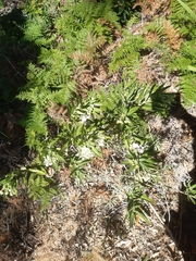 Gomphocarpus