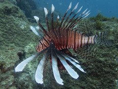 Pterois volitans