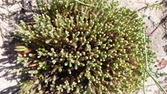 Helichrysum niveum