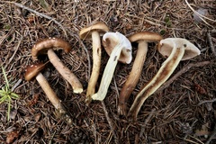 Tricholoma fulvum