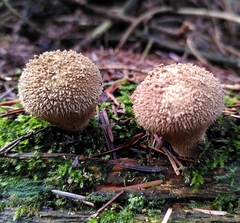 Lycoperdon nigrescens