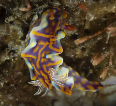 Miamira flavicostata