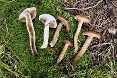 Tricholoma fulvum