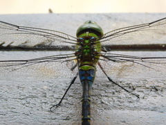 Anax guttatus