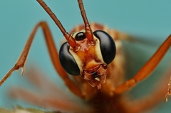Ophion obscuratus