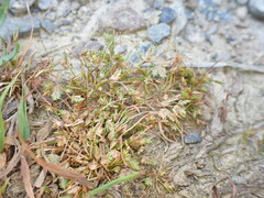 Isolepis levynsiana