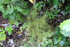 Dracophyllum
