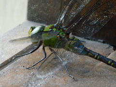 Anax guttatus