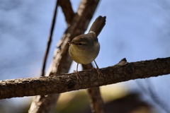 Horornis diphone cantans