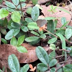Tephrosia tinctoria