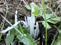 Clavaria falcata