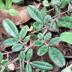 Tephrosia tinctoria