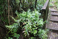 Microsorum pustulatum pustulatum