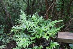 Microsorum pustulatum pustulatum