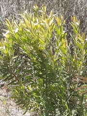 Leucadendron laureolum