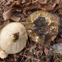 Lactarius turpis