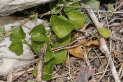 Kedrostis nana