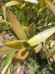 Leucadendron laureolum
