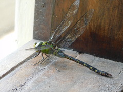 Anax guttatus
