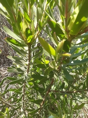 Leucadendron laureolum