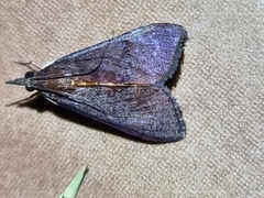 Uresiphita ornithopteralis