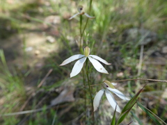 Caladenia cucullata