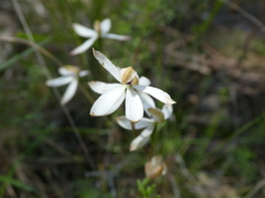 Caladenia cucullata