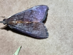 Uresiphita ornithopteralis