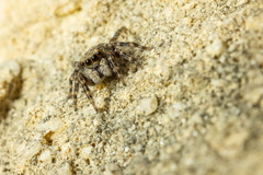 Pseudeuophrys