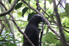 Nestor meridionalis septentrionalis