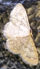 Idaea pilosata