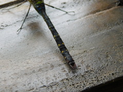 Anax guttatus