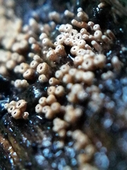 Cyphellaceae