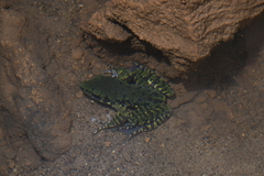 Odorrana wuchuanensis