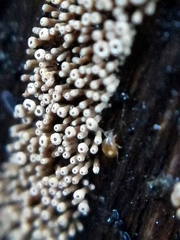 Cyphellaceae